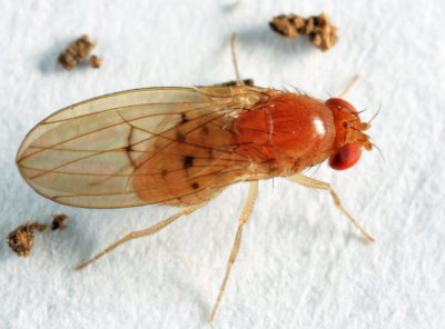 Drosophila quinaria species group