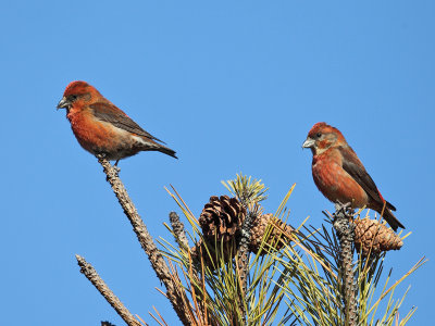 Red Crossbills - Loxia curvirostra