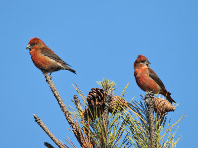 Red Crossbills - Loxia curvirostra