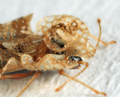 Alder Lace Bug - Corythucha pergandei