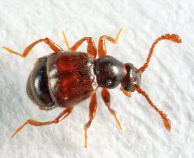 Reichenbachia sp.