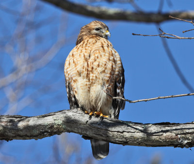 Red-shouldered Hawk - Buteo lineatus