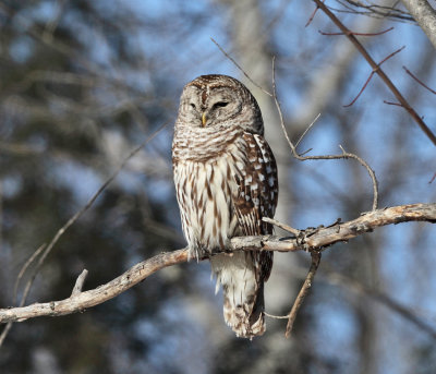 Barred Owl - Strix varia