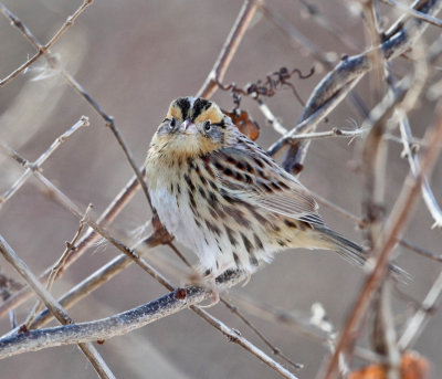 Le Conte's Sparrow - Ammodramus leconteii