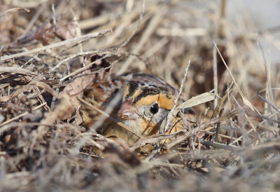 Le Contes Sparrow - Ammodramus leconteii