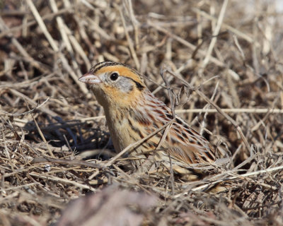 Le Conte's Sparrow - Ammodramus leconteii