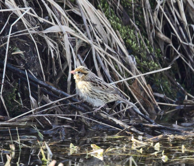 Le Conte's Sparrow - Ammodramus leconteii