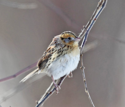 Le Conte's Sparrow - Ammodramus leconteii