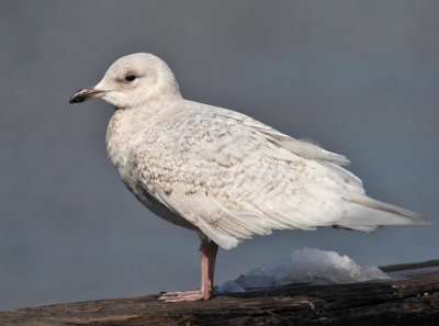 Iceland Gull - Larus glaucoides 