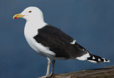 Great Black-backed Gull - Larus marinus