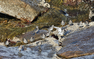 Purple Sandpiper - Calidris maritima 