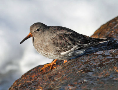 Purple Sandpiper - Calidris maritima 