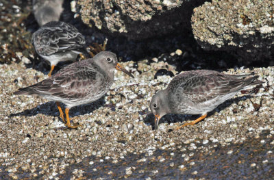 Purple Sandpiper - Calidris maritima 