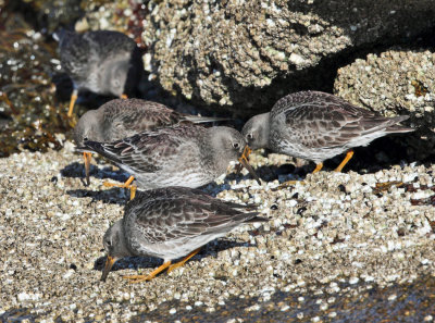 Purple Sandpiper - Calidris maritima