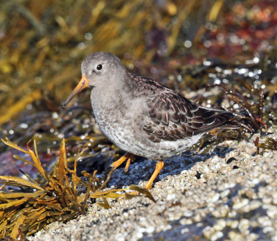 Purple Sandpiper - Calidris maritima 