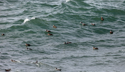 Harlequin Duck - Histrionicus histrionicus