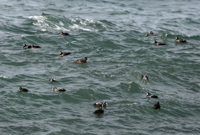 Harlequin Duck - Histrionicus histrionicus