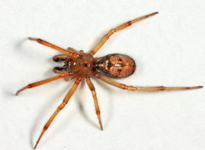 Enoplognatha caricis 