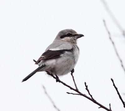 Northern Shrike - Lanius borealis