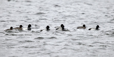 Lesser Scaup - Aythya affinis