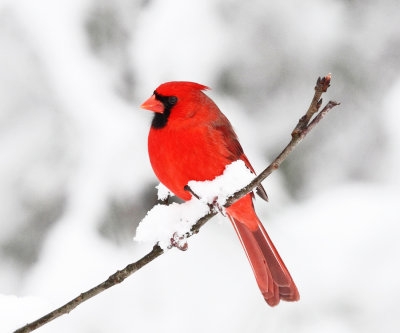 Northern Cardinal - Cardinalis cardinalis