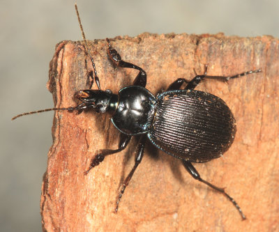 Ground Beetles - Subfamily Carabinae
