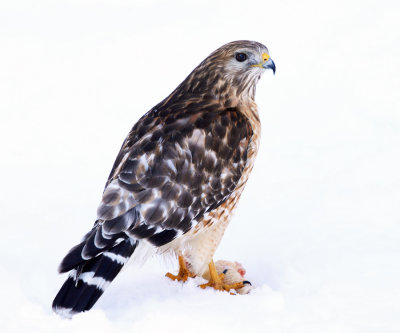 Red-shouldered Hawk - Buteo lineatus