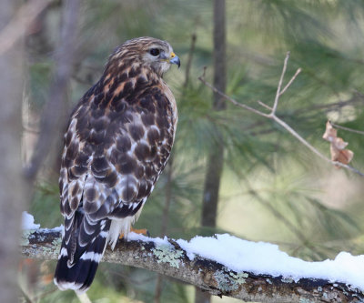 Red-shouldered Hawk - Buteo lineatus