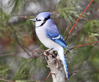 Blue Jay - Cyanocitta cristata