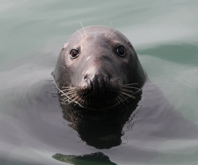Gray Seal - Halichoerus grypus