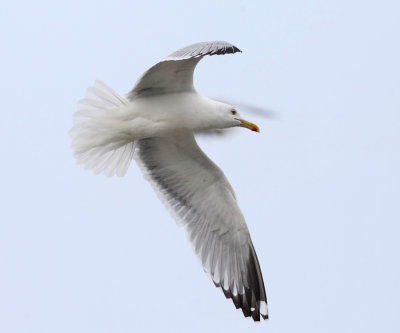 Herring Gull - Larus argentatus