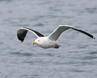 Great Black-backed Gull - Larus marinus