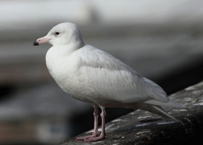 Glaucus Gull - Larus hyperboreus