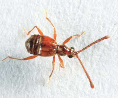 Ctenisodes piceus