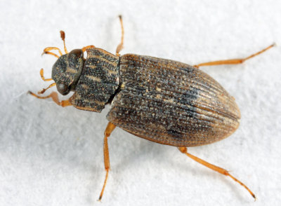 Helophorus lineatus