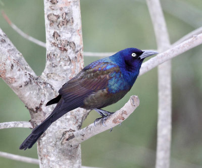 Common Grackle - Quiscalus quiscula