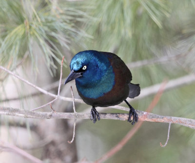 Common Grackle - Quiscalus quiscula