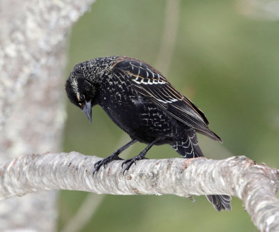 Red-winged Blackbird - Agelaius phoeniceus (immature male)