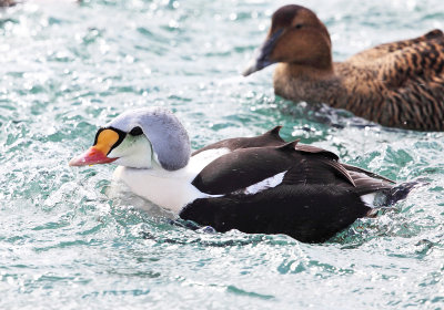 King Eider - Somateria spectabilis