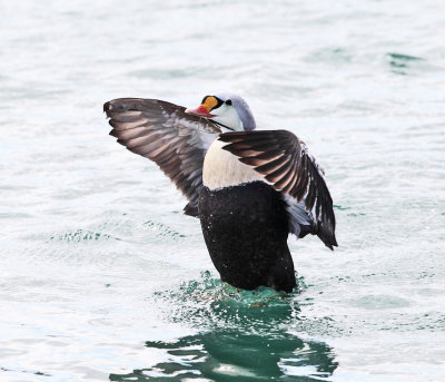 King Eider - Somateria spectabilis