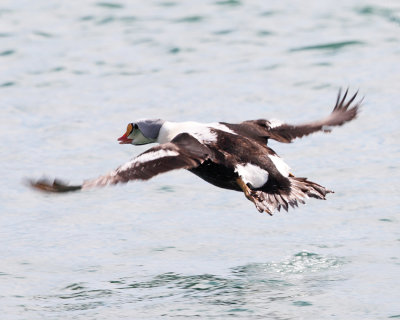 King Eider - Somateria spectabilis