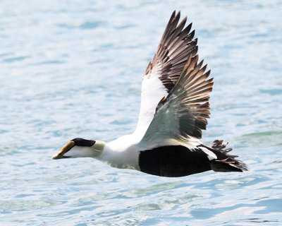 Common Eider - Somateria mollissima (male)