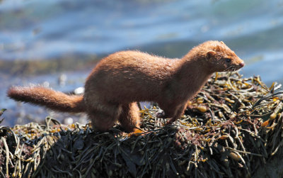 American Mink - Neovison vison