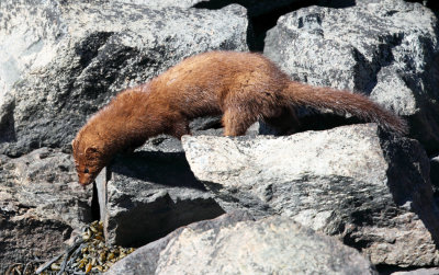 American Mink - Neovison vison