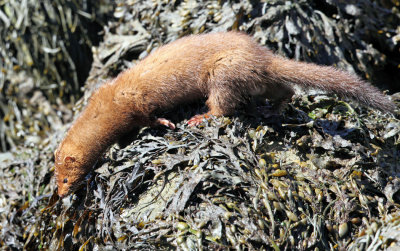 American Mink - Neovison vison