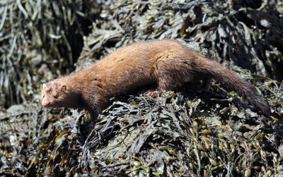 American Mink - Neovison vison