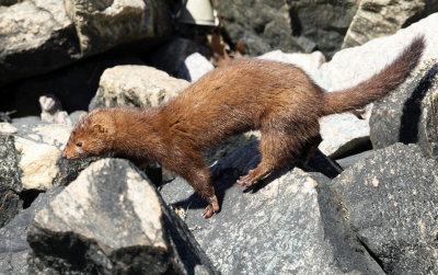 American Mink - Neovison vison