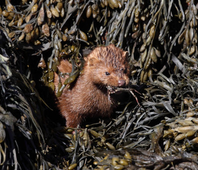 American Mink - Neovison vison