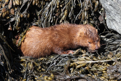 American Mink - Neovison vison