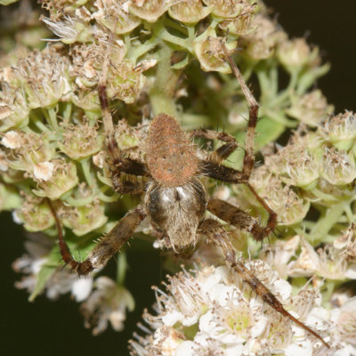 Neoscona crucifera (male)